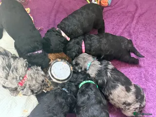 Mini Goldendoodle dogs Beautiful litter of goldendoodles - Advert 3