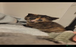 Domestic Shorthair cats for sale: Kittens looking for familys - Image 9