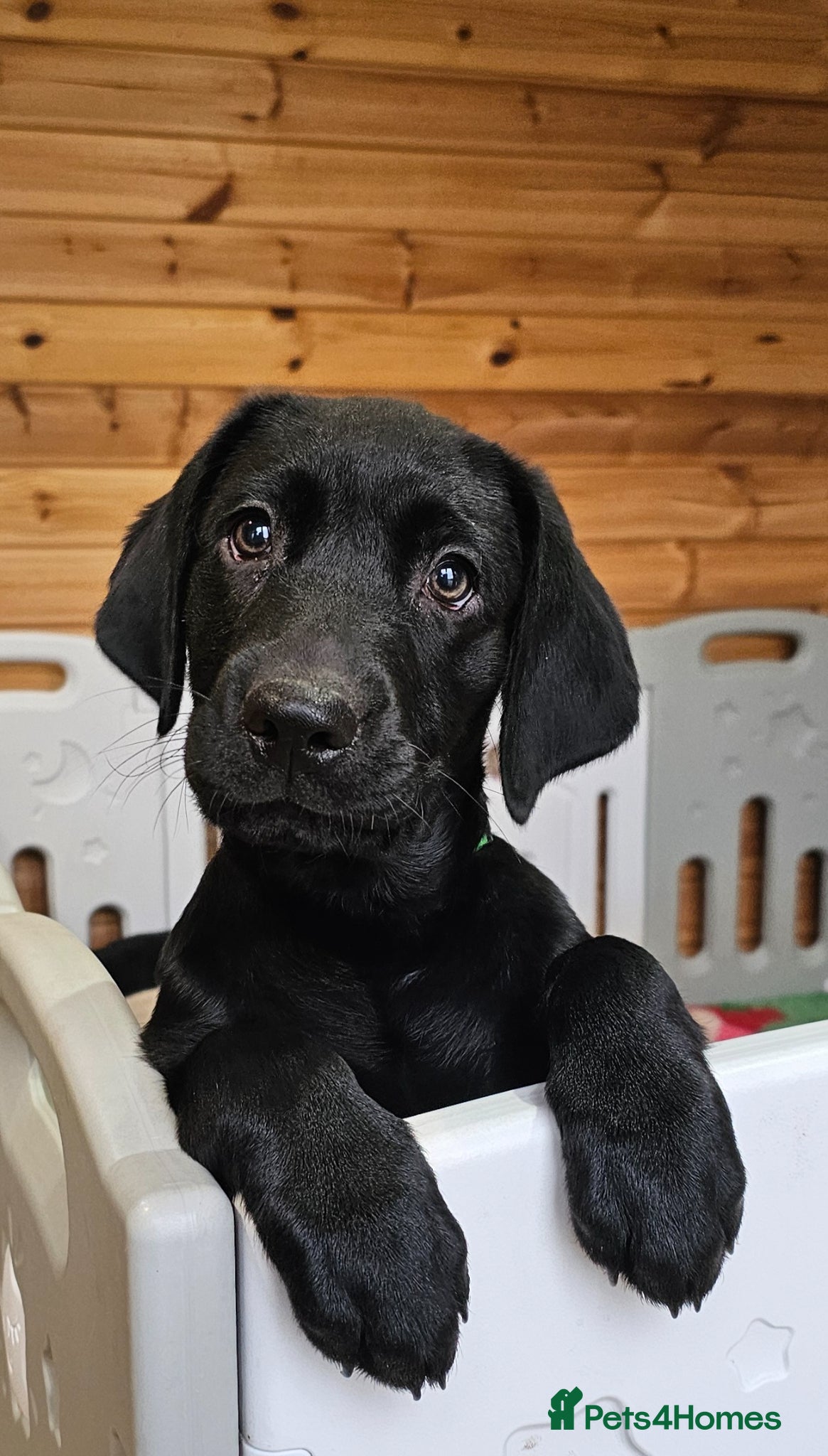 Labrador Retriever dogs 1 BLACK BOY AVAILABLE. HEALTH TESTED PARENTS - Advert 13