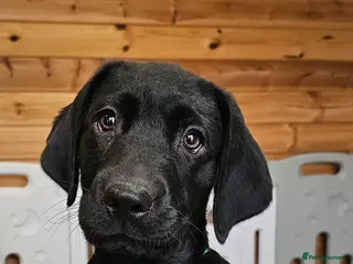 Labrador Retriever dogs 1 BLACK BOY AVAILABLE. HEALTH TESTED PARENTS - Advert 2