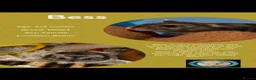 Hamster rodents for sale: Hamsters  - Advert 17