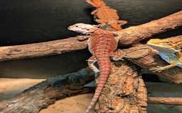 Bearded Dragon reptiles for sale: 50% & 100% red monster bearded dragons  - Image 30