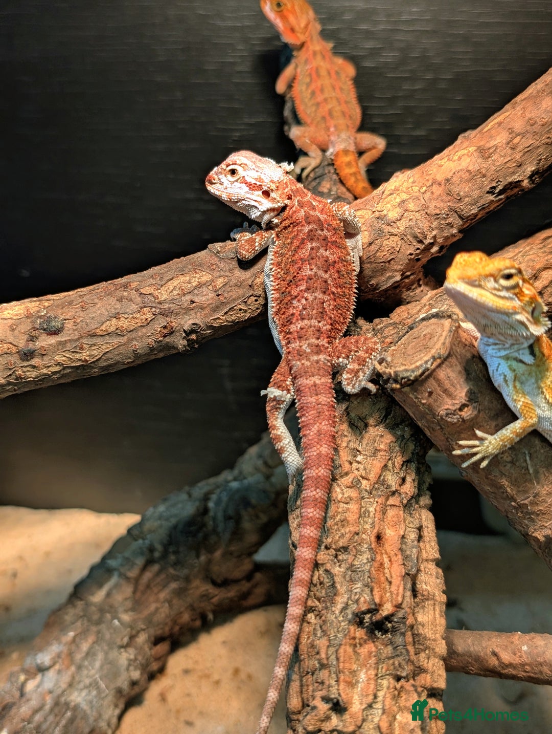Bearded Dragon reptiles for sale: 50% & 100% red monster bearded dragons  - Image 30