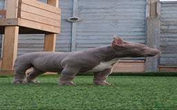American Bully dogs for sale: American Bully female with extreme future  - Image 5