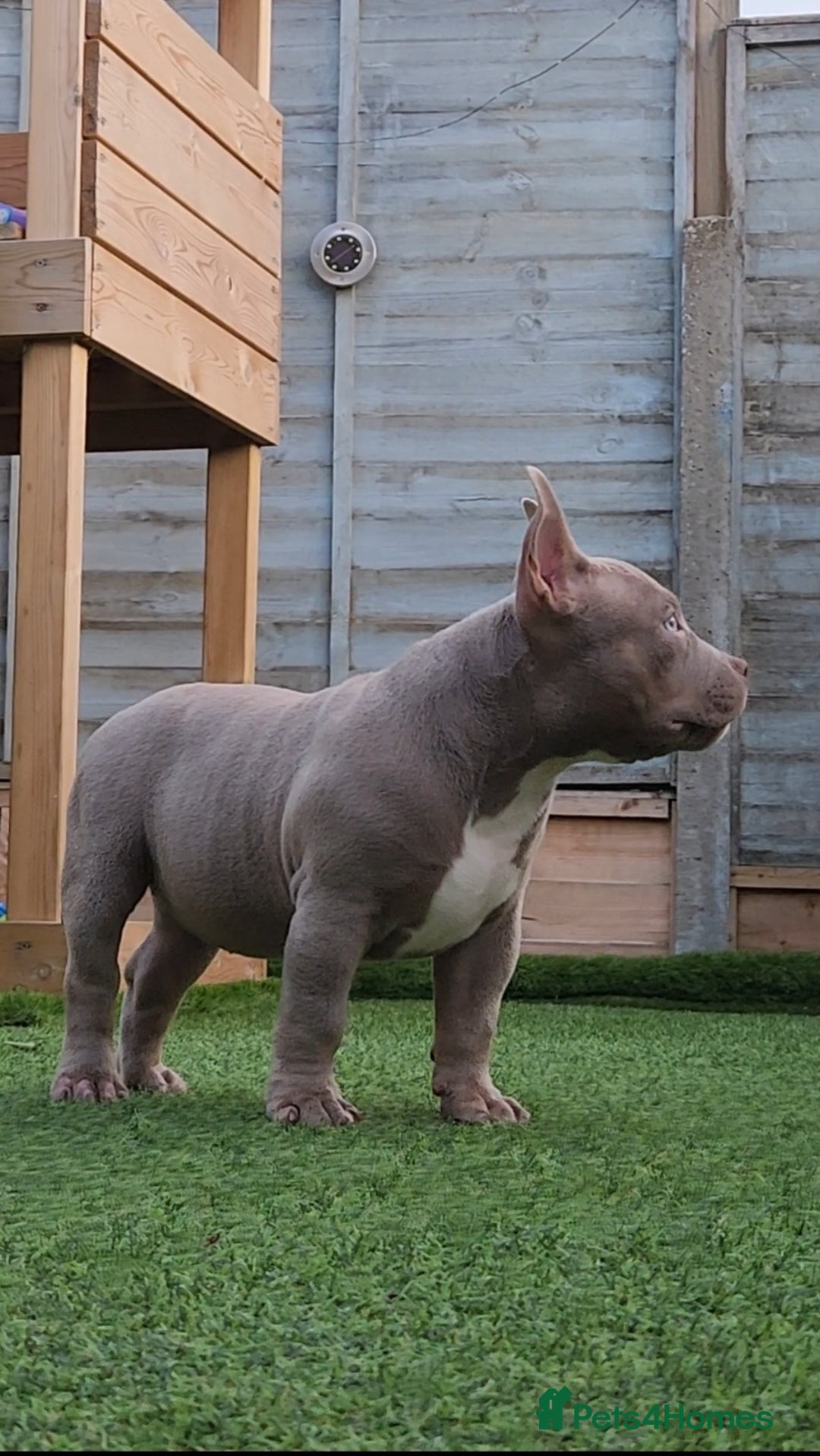 American Bully dogs for sale: American Bully female with extreme future  - Image 5