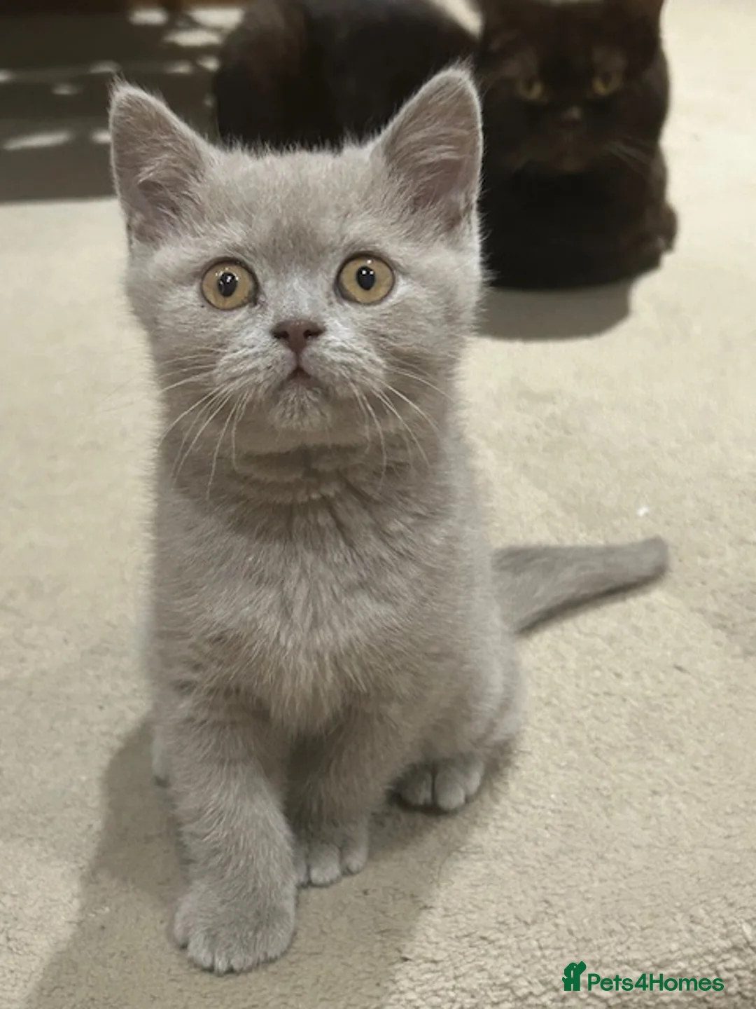 British Shorthair cats for sale: GCCF Cinnamon & Lilac BSH - Advert 10