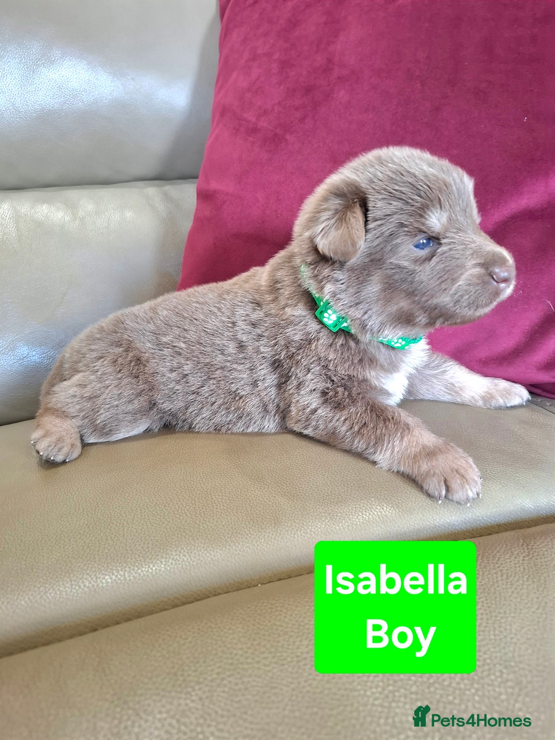 German Shepherd dogs for sale: K.C German Shepherd puppies - Image 1