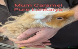Guinea Pig rodents for sale: Stunning baby guinea pigs! Lunkarya/Abyssinian/sh  - Image 19