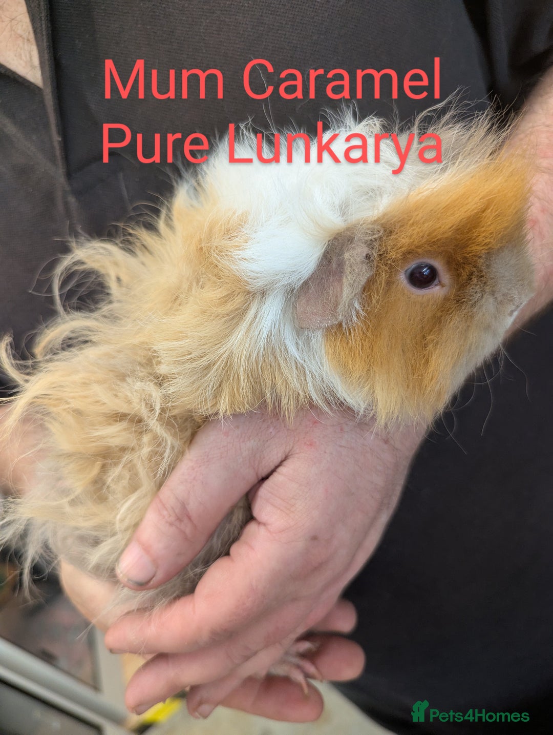 Guinea Pig rodents for sale: Stunning baby guinea pigs! Lunkarya/Abyssinian/sh  - Image 19