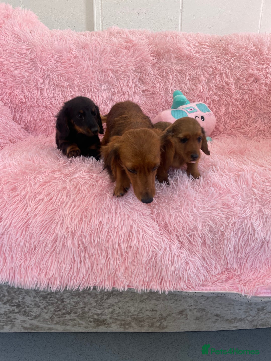 Miniature Dachshund dogs for sale: Dachshund - Image 6
