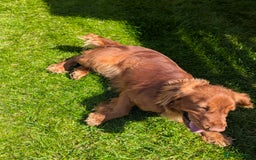 Cocker Spaniel dogs for stud: Welcome to our red working cocker spaniel "Copper" - Image 3