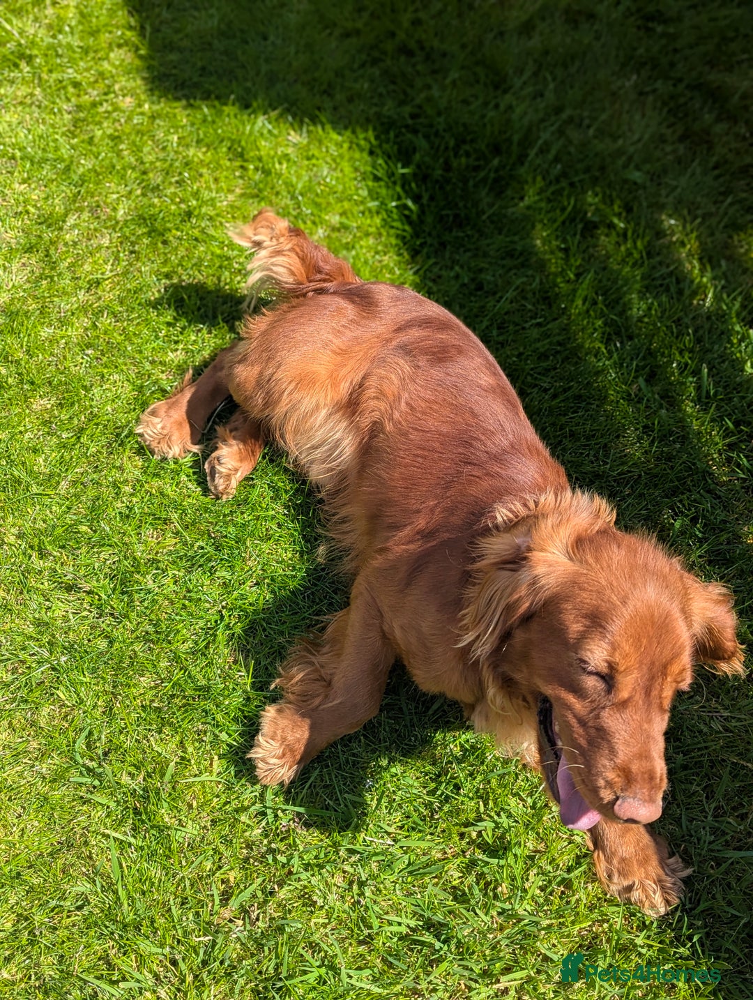 Cocker Spaniel dogs for stud: Welcome to our red working cocker spaniel "Copper" - Image 3