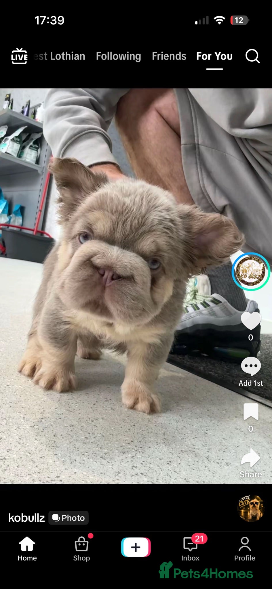 French Bulldog dogs Exceptional Fluffy Frenchie Puppies available  - Advert 2