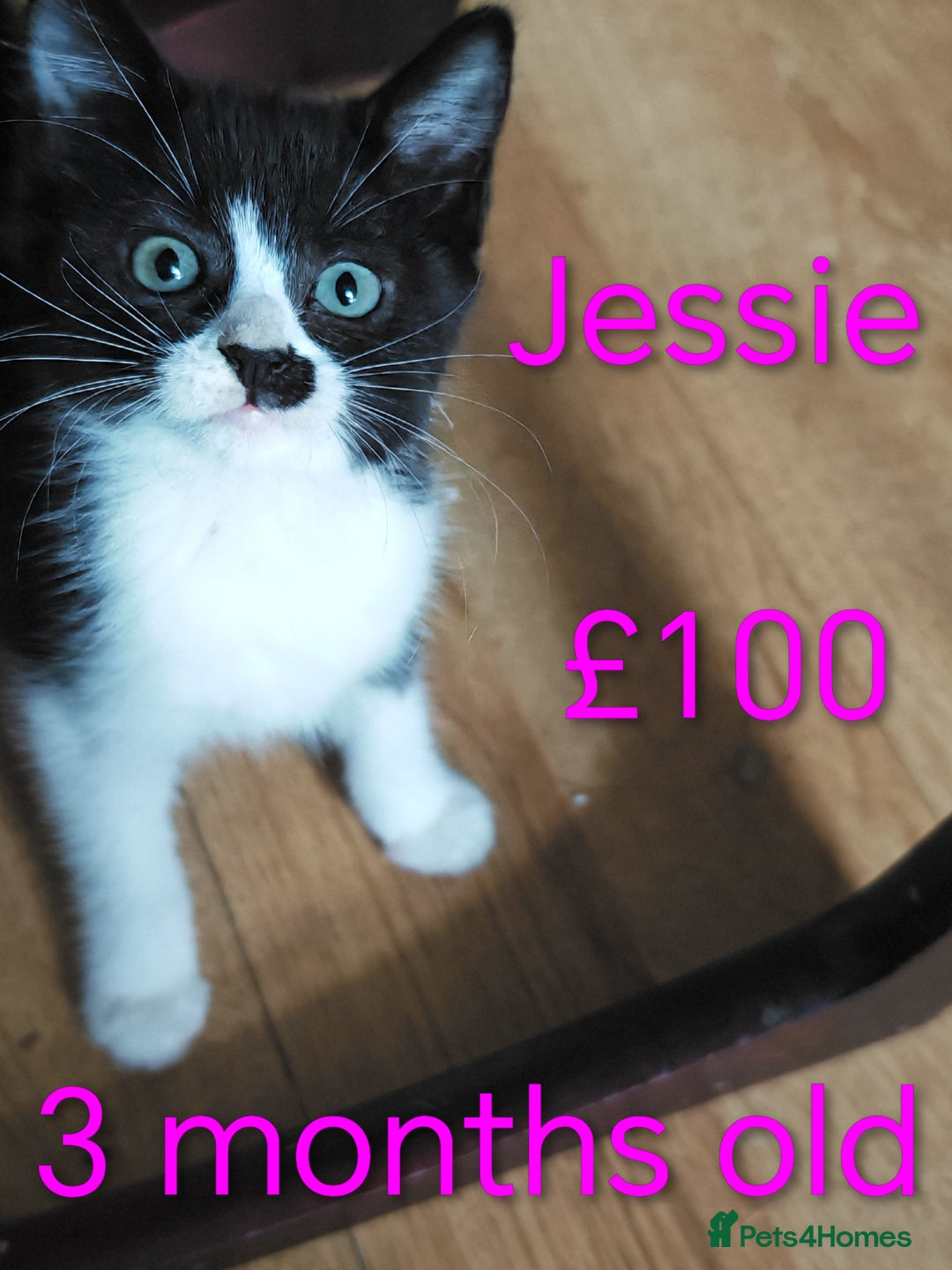 Khao Manee cats for sale: Mixed price Khao Manee kittens  - Image 9
