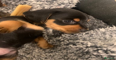 Mixed Breed dogs - Advert 4