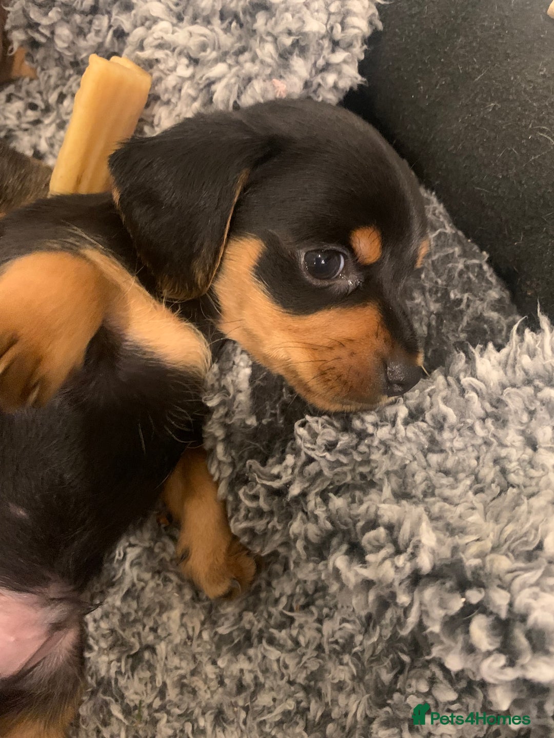 Mixed Breed dogs for sale: Miniature Dacshund/Miniature Yorkie ❤️❤️❤️ - Image 6