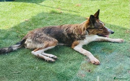 Border Collie dogs for sale: 2 x Collies (Sisters) - Image 10