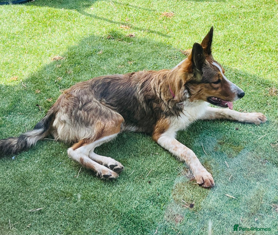 Border Collie dogs for sale: 2 x Collies (Sisters) - Image 10