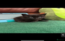 Mixed Breed cats for sale: 7 all black kittens - Image 19