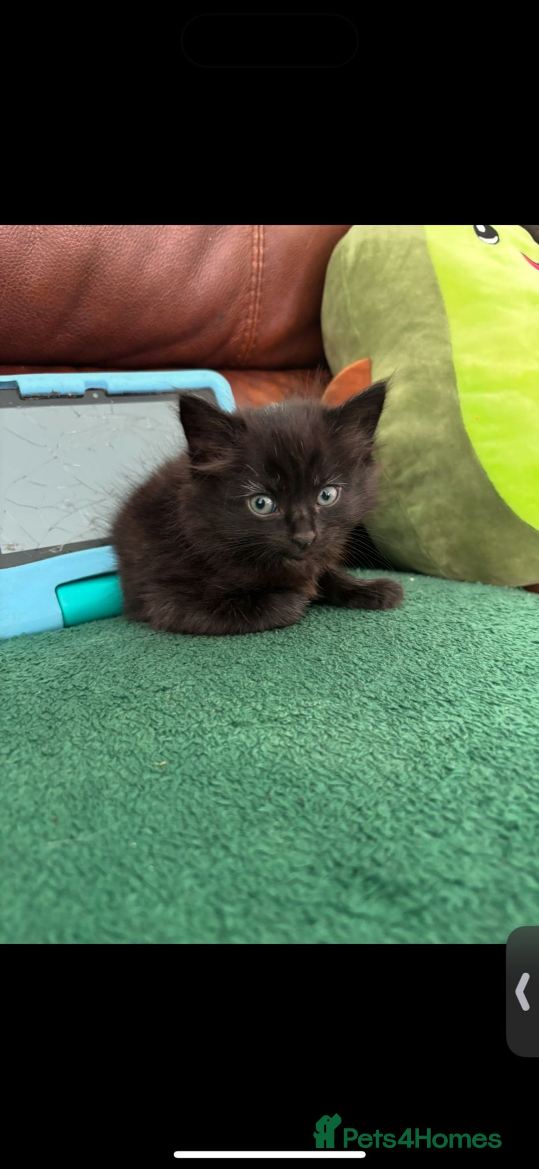 Mixed Breed cats for sale: 7 all black kittens - Image 19