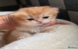 British Shorthair cats for sale: GCCF reg BSH & BLH Chocolate & Black Gold Kittens - Image 3