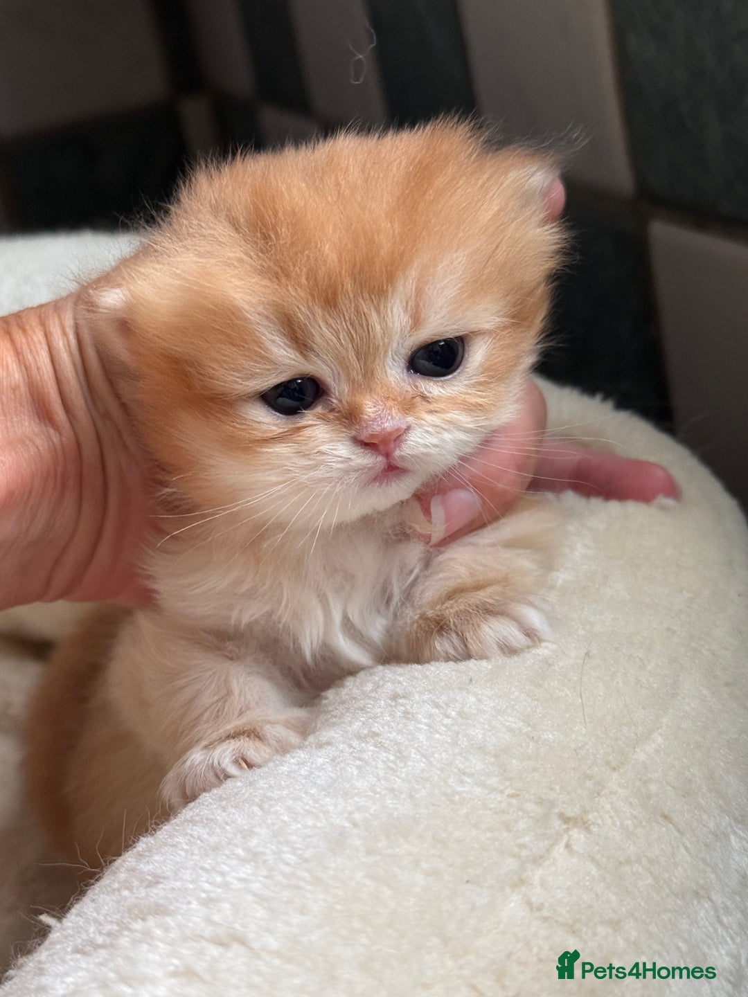 British Shorthair cats for sale: GCCF reg BSH & BLH Chocolate & Black Gold Kittens - Image 3