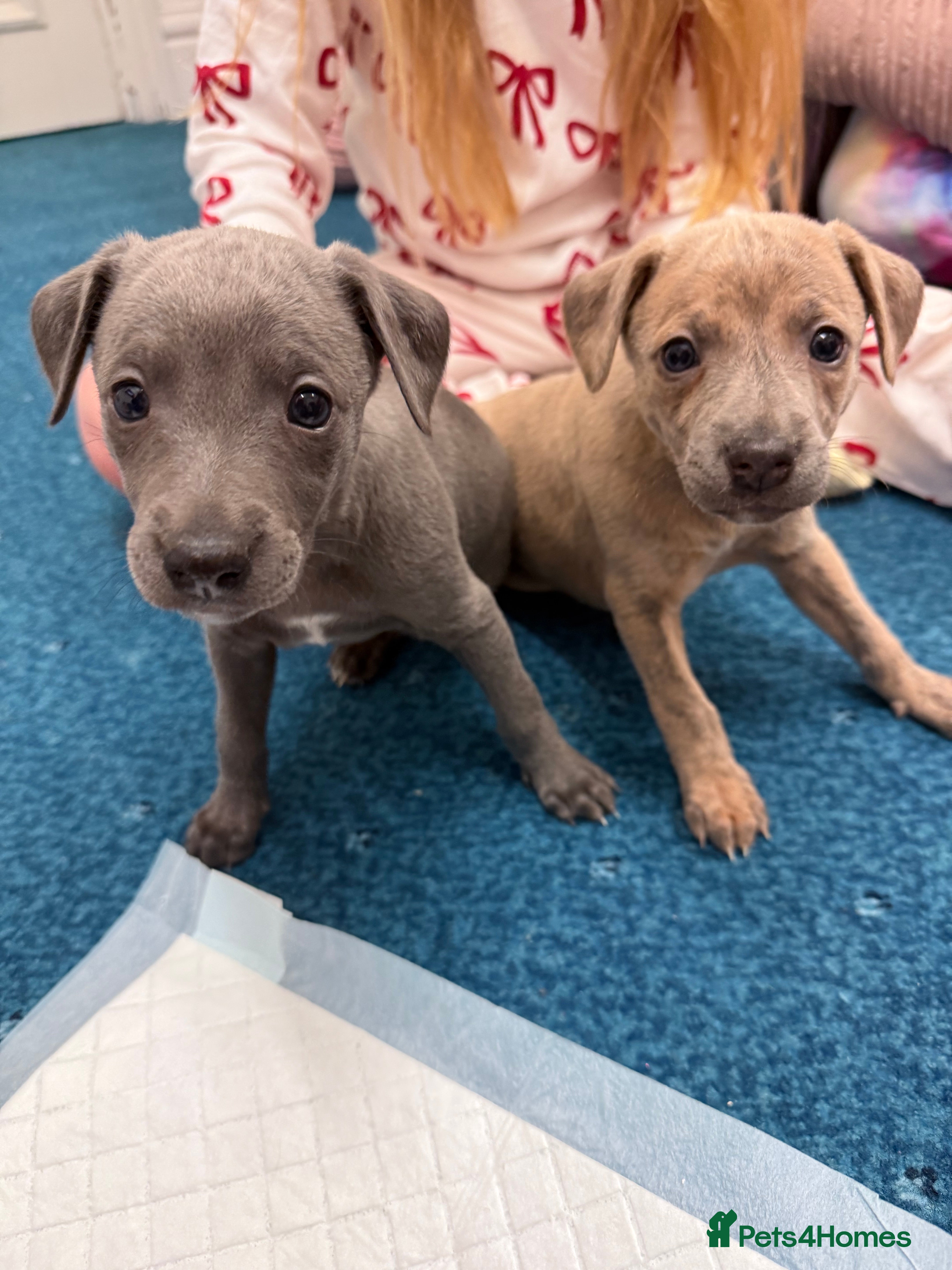 Whippet dogs Beautiful KC registered whippet pups - Advert 17