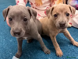 Whippet dogs Beautiful KC registered whippet pups - Advert 17