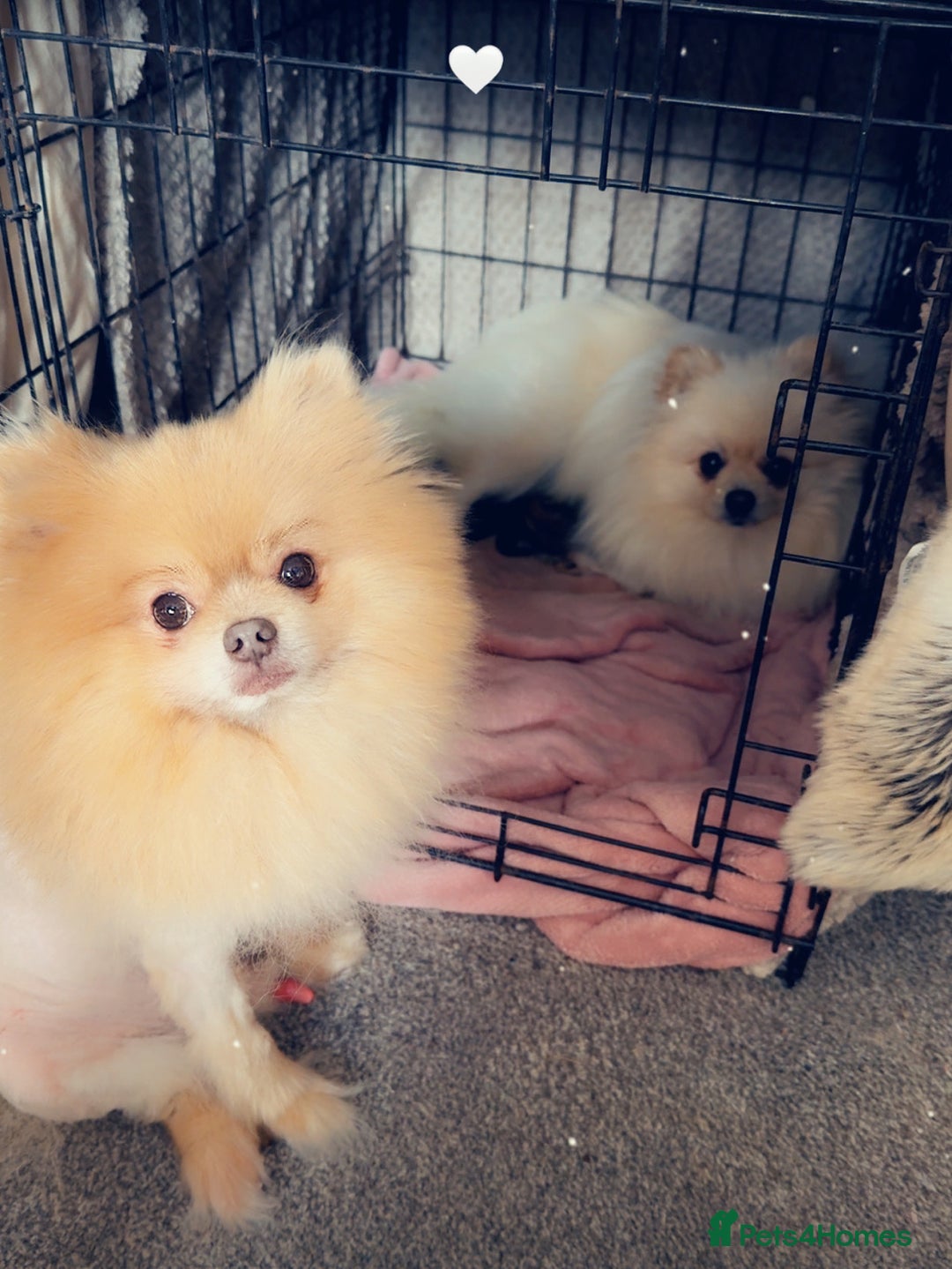 Pomeranian dogs for sale: Pomeranian puppy’s  - Image 12