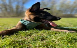 Mixed Breed dogs for sale: German shepherd cross Belgian malinios 8 months  - Image 11