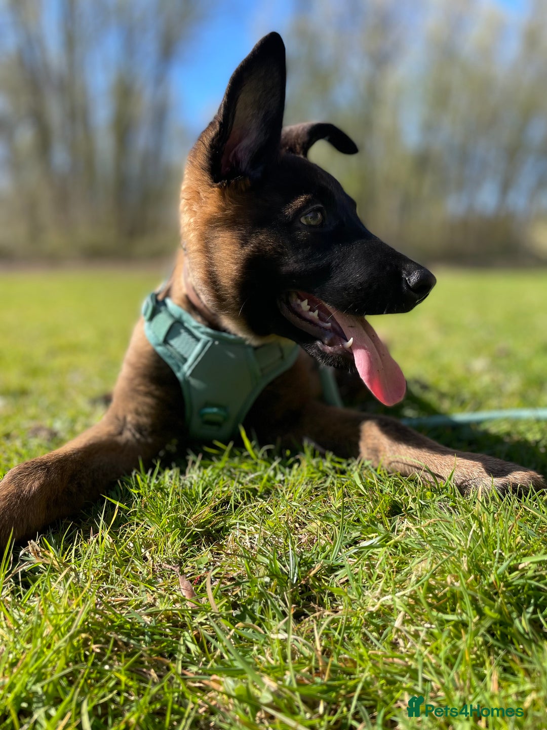 Mixed Breed dogs for sale: German shepherd cross Belgian malinios 8 months  - Image 11