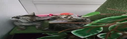 Bengal cats for sale: Bengal cross kittens - Advert 34