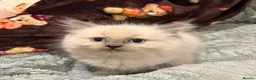 Ragdoll cats for sale: Ragdoll Kittens for sale 🖤 - Advert 17
