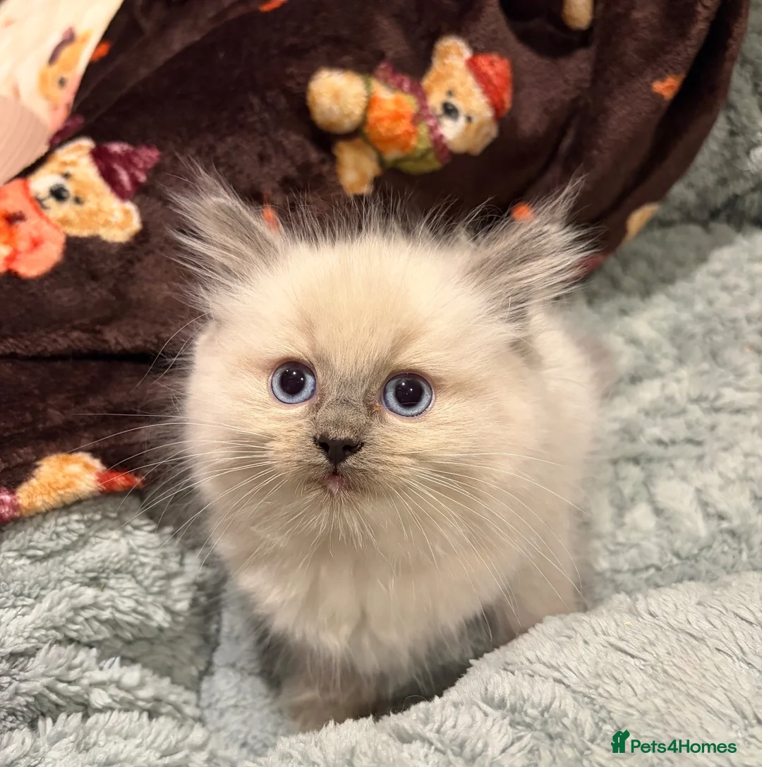 Ragdoll cats for sale: Ragdoll Kittens for sale 🖤 - Advert 17