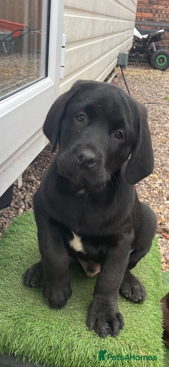 Labrador Retriever dogs for sale: Kc reg Labrador puppy’s for sale Solihull  - Advert 2