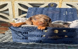Miniature Dachshund dogs for stud: 🔥For stud proven miniature dachshund🔥   in Windsor - Image 37