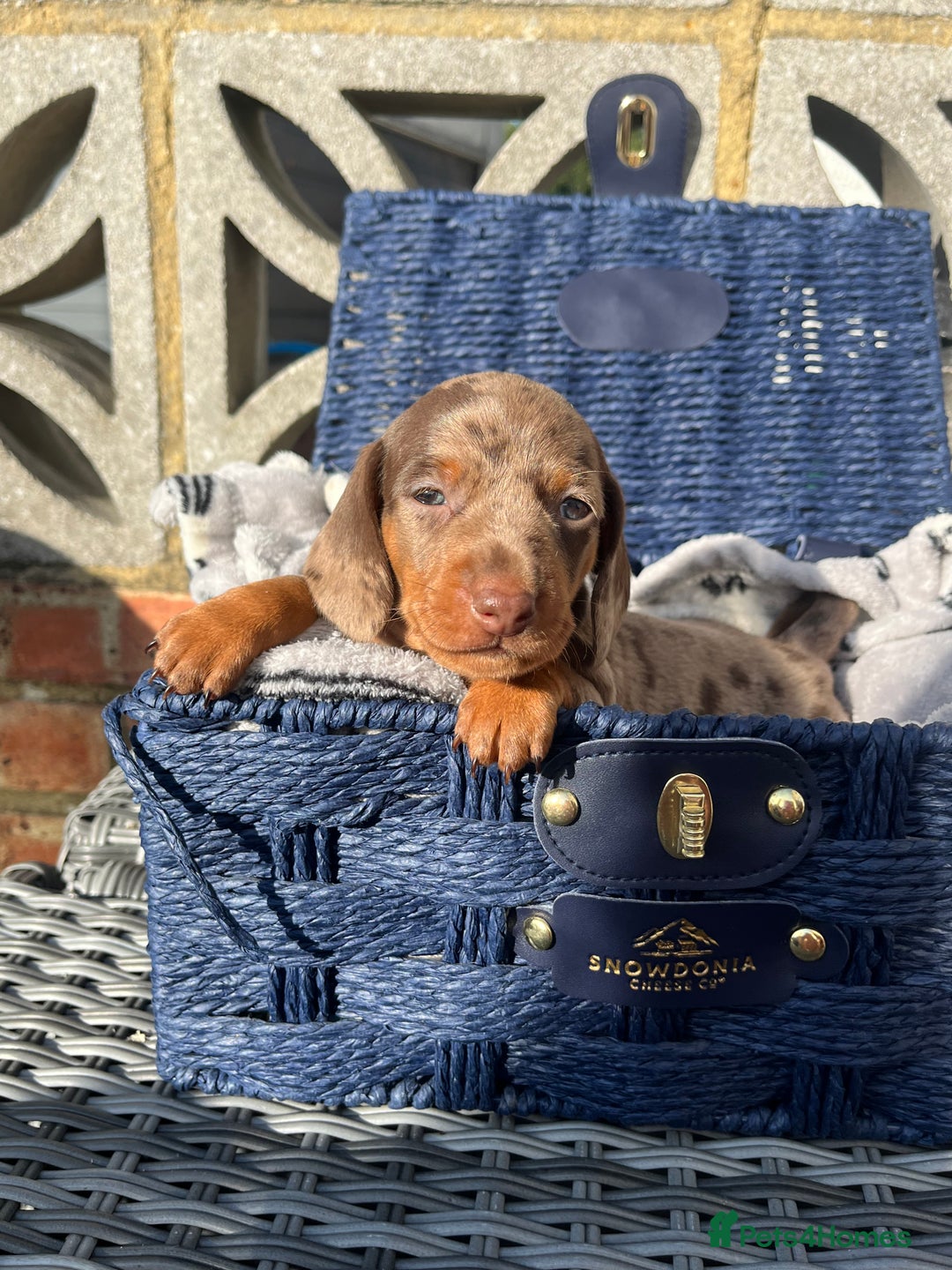 Miniature Dachshund dogs for stud: 🔥For stud proven miniature dachshund🔥   in Windsor - Image 37