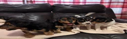 Jack Russell dogs for sale: 🐶 PURE JACK RUSSELL PUPPIES FOR SALE - Advert 9