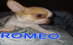 Chihuahua dogs for sale: Chihuahua pups stunning - Image 29