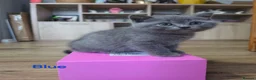 British Shorthair cats for sale: GCCF British Shorthair kittens in Southampton - Advert 21