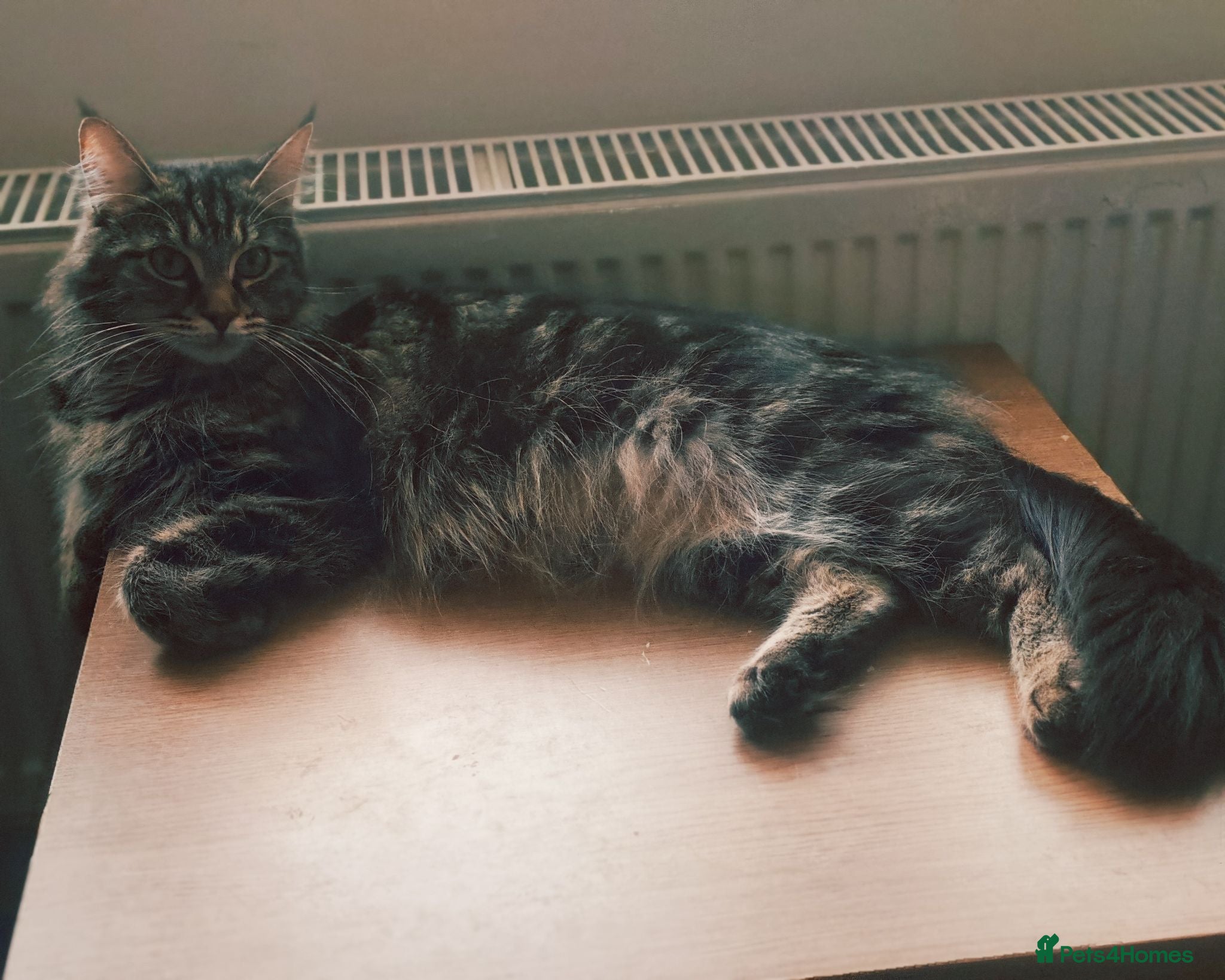 Maine Coon cats Maine coon kiytens - Advert 1
