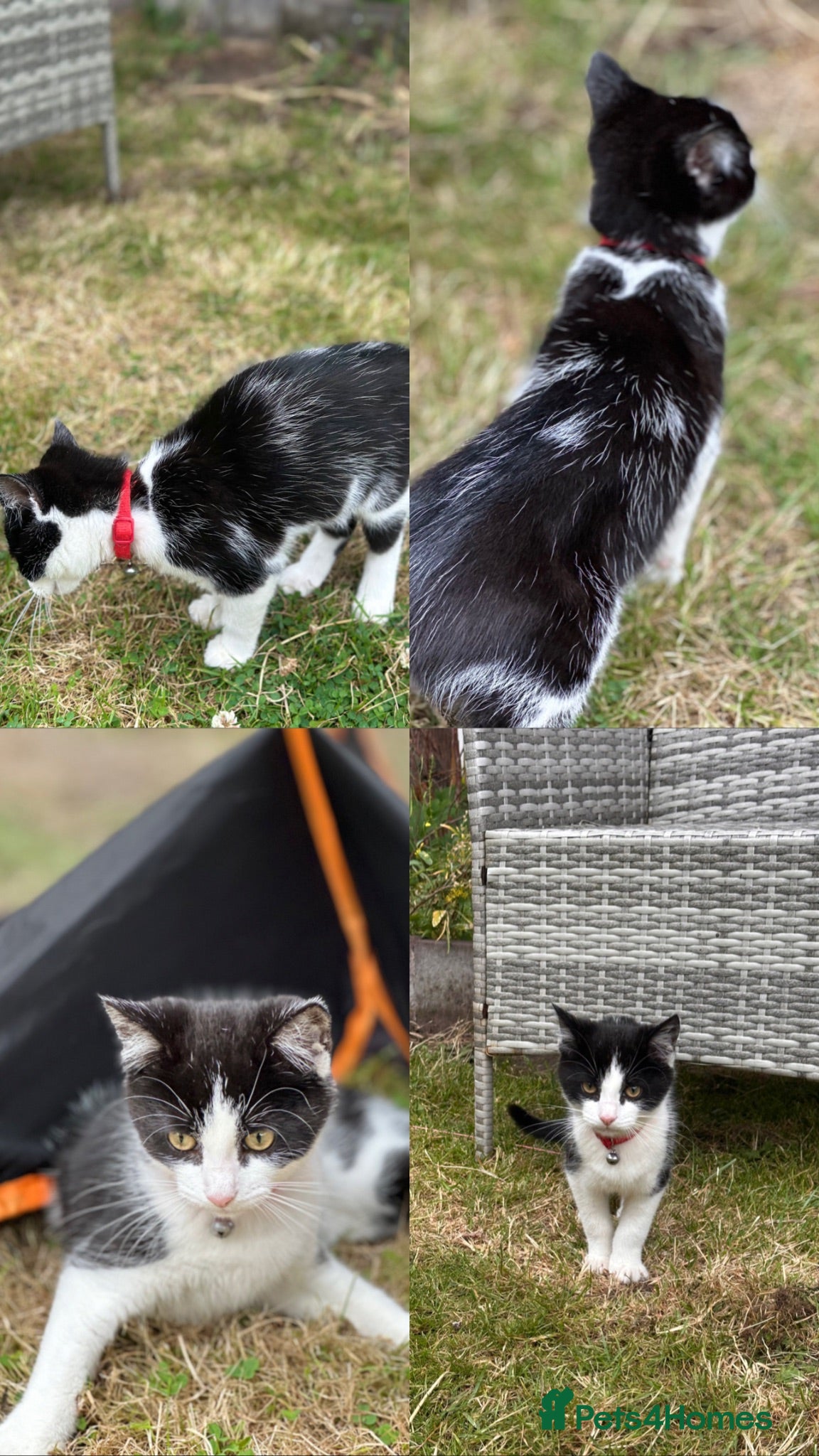 Domestic Shorthair cats Male  - Advert 1