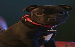 Staffordshire Bull Terrier dogs for sale: KC Registered Champions Bloodline Show Quality  - Image 27