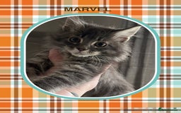 Maine Coon cats for sale: Ready NOW! TICA splendid Maine Coon - Image 27