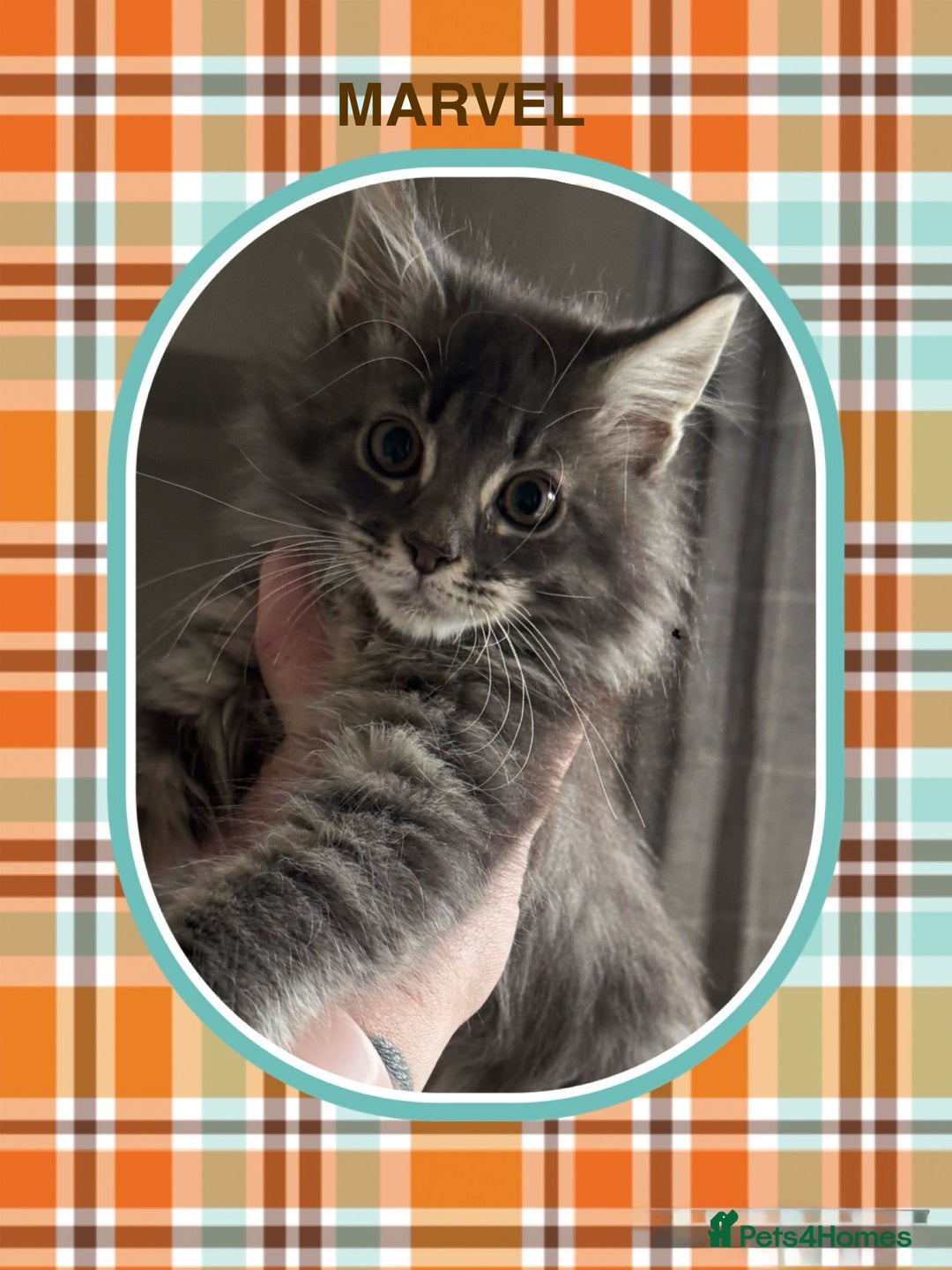 Maine Coon cats for sale: Ready NOW! TICA splendid Maine Coon - Image 27