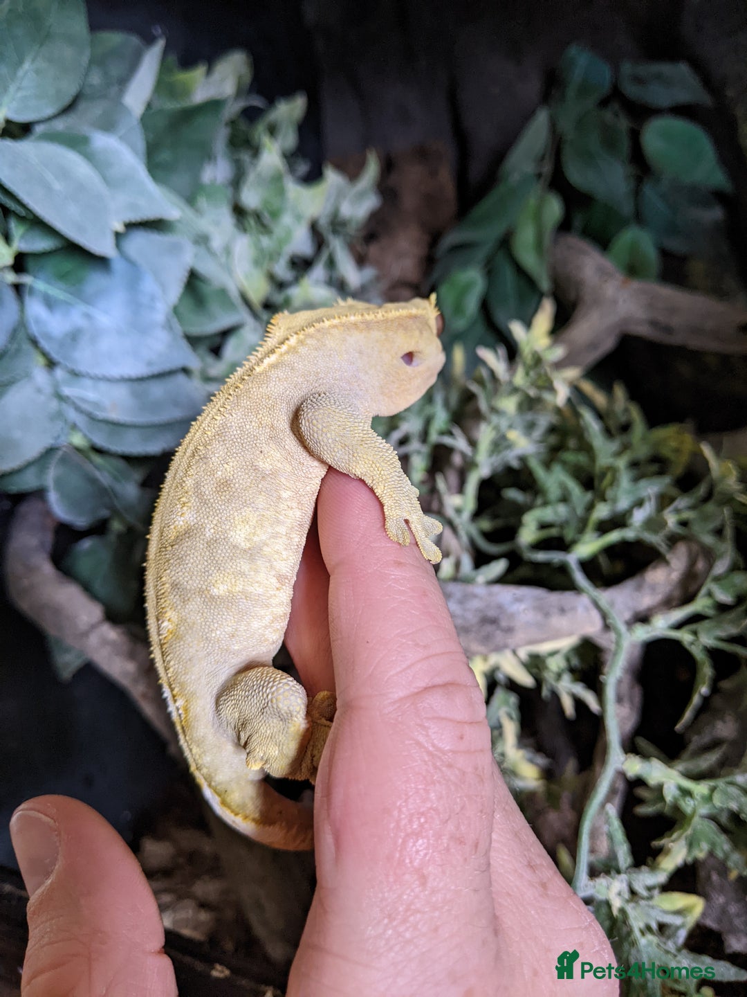 Gecko reptiles for sale: Adult Male Crested Gecko with setup - Image 4