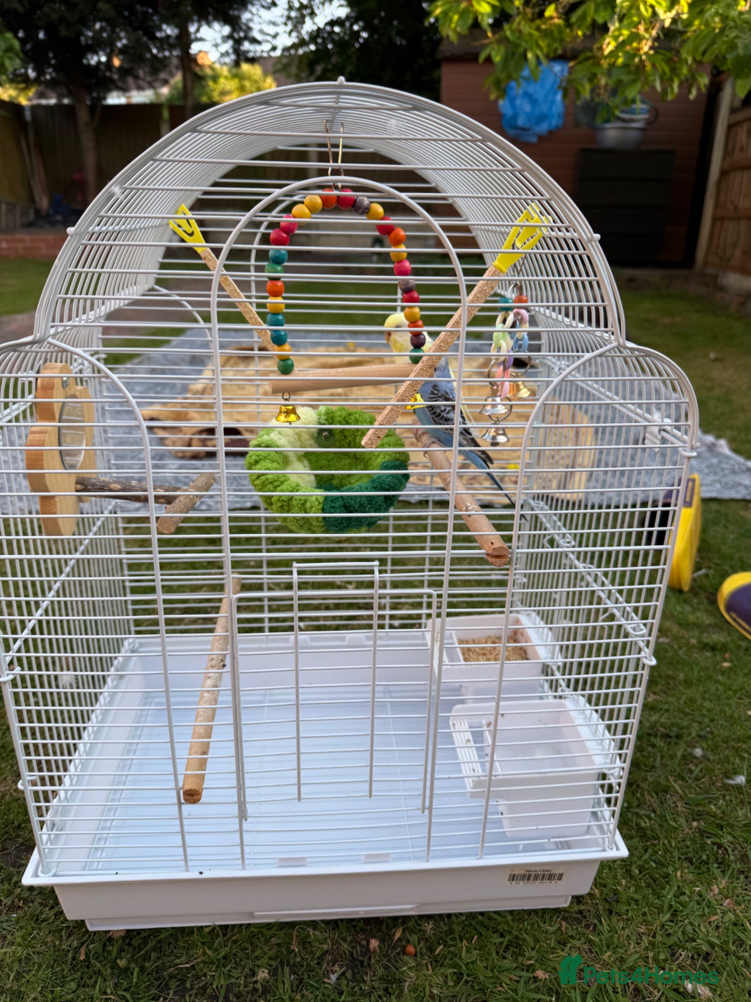 Budgerigars birds for sale: Pair of Budgies in Dudley - Advert 3