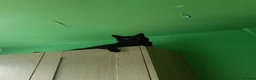 Mixed Breed cats for sale: Cat for sale  - Advert 5