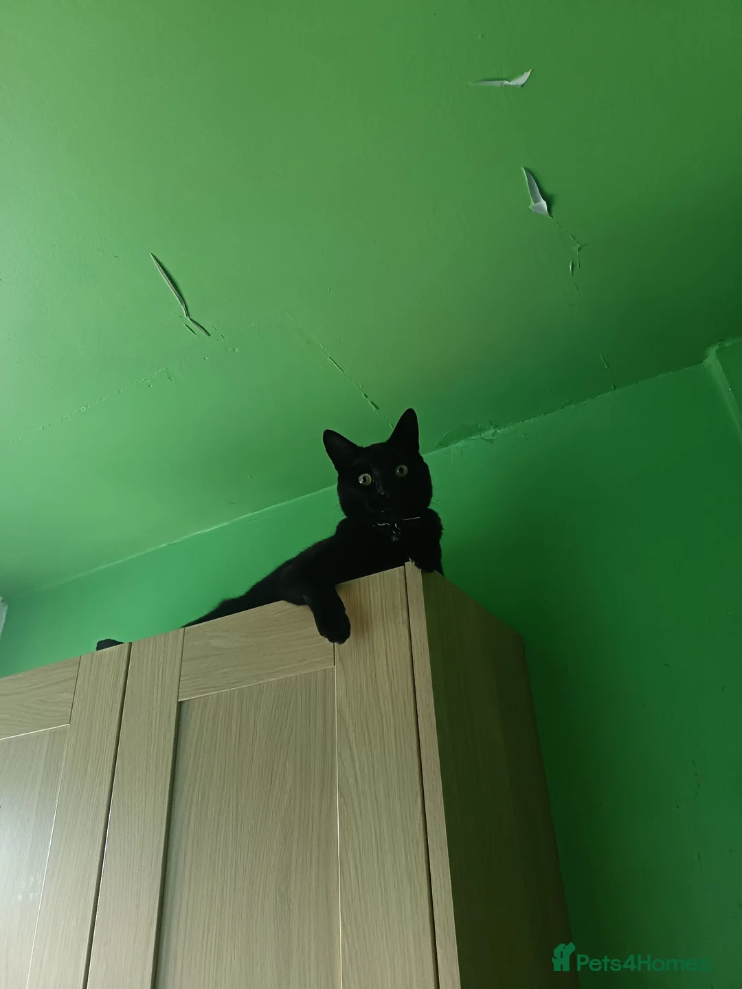 Mixed Breed cats for sale: Cat for sale  - Advert 5