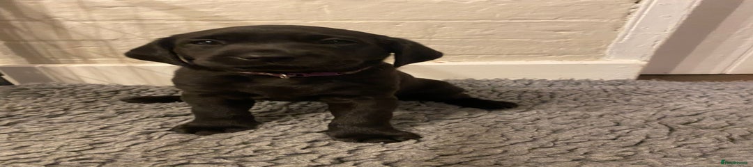 Labrador Retriever Black Female (Purple Collar) 